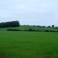 nazeing countryside2